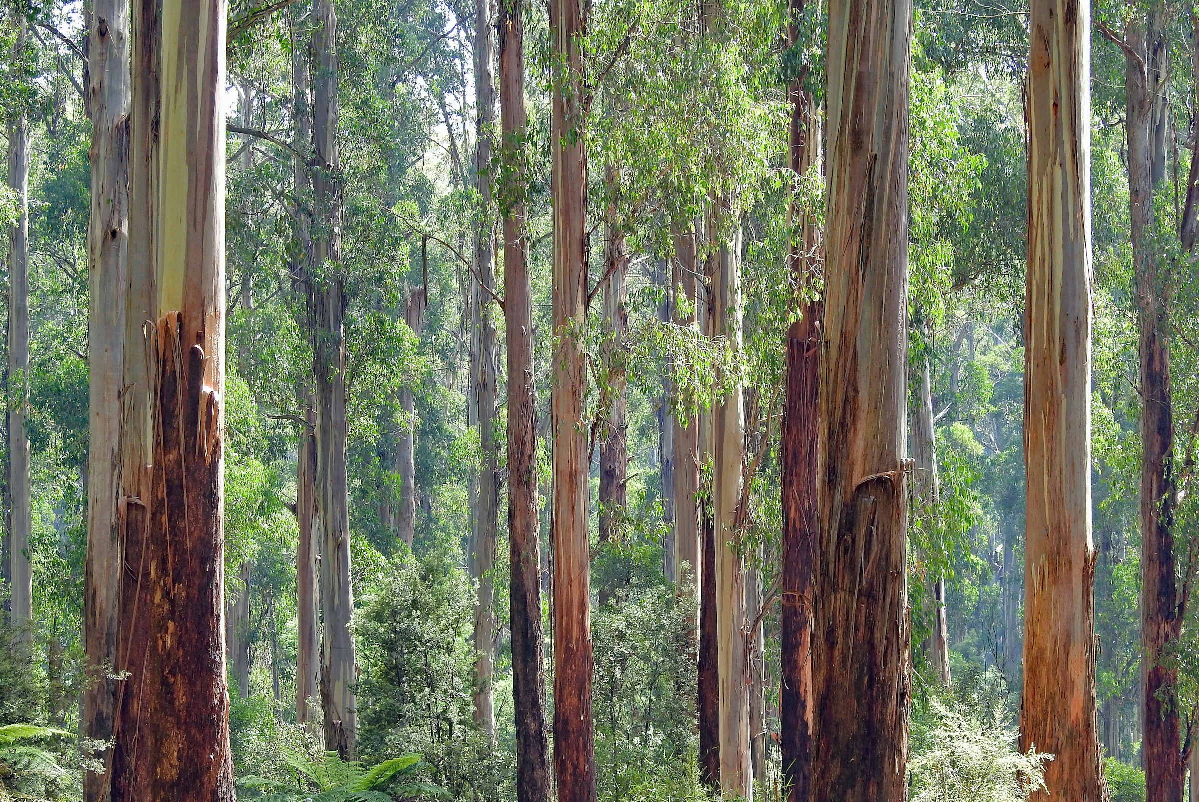 Tall eucalypt forest